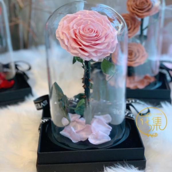 ROSA REAL PRESERVADA EN DOMO  M ROSADO